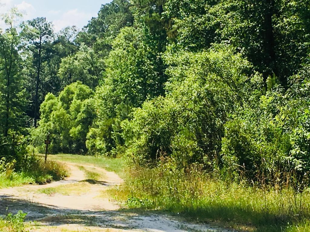 0 Canaan Road Ridgeville, SC 29472 - Photo 1 of 1 canaan