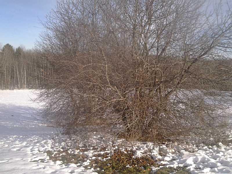 407 East Ridge Road Skowhegan, ME 04976 - Photo 30 of 35 Back Yard. Apple Trees