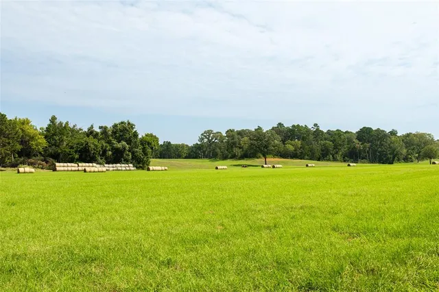 a view of a big yard with a large trees