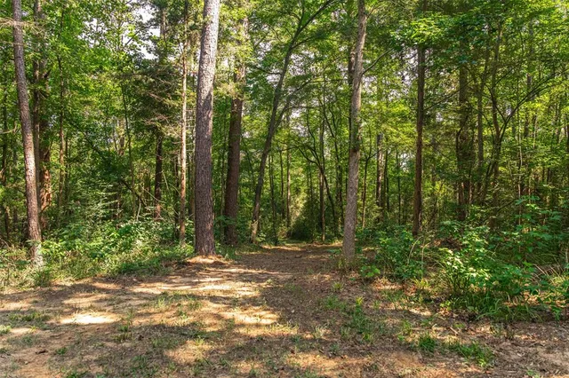 a view of outdoor space and tree