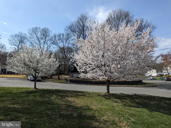 a view of a yard with a tree