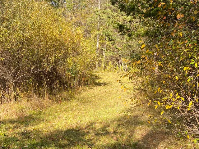 a view of beach with a large tree