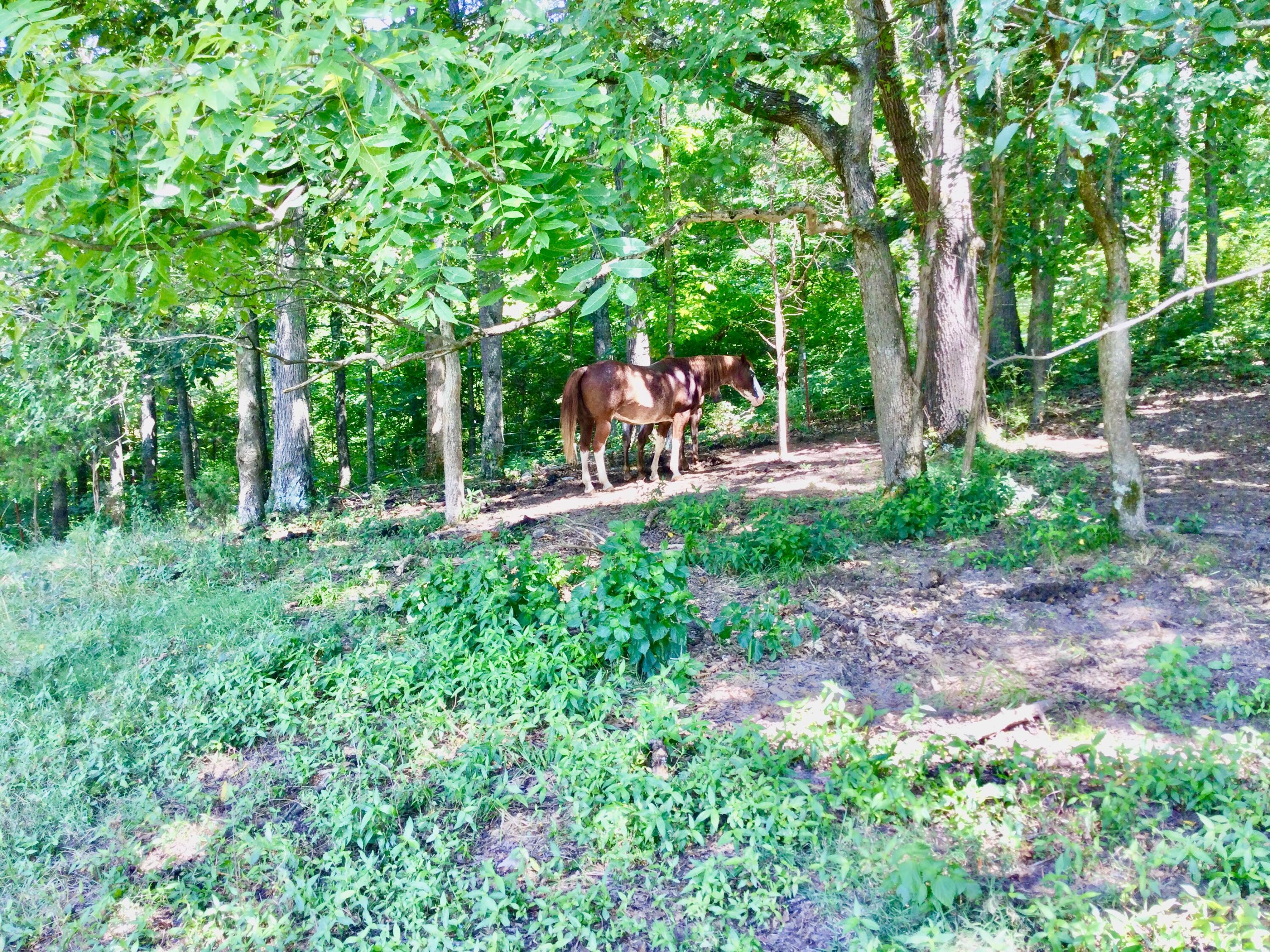 1530 Bales Road Mosheim, TN 37818 - Photo 123 of 173 IMG_2400