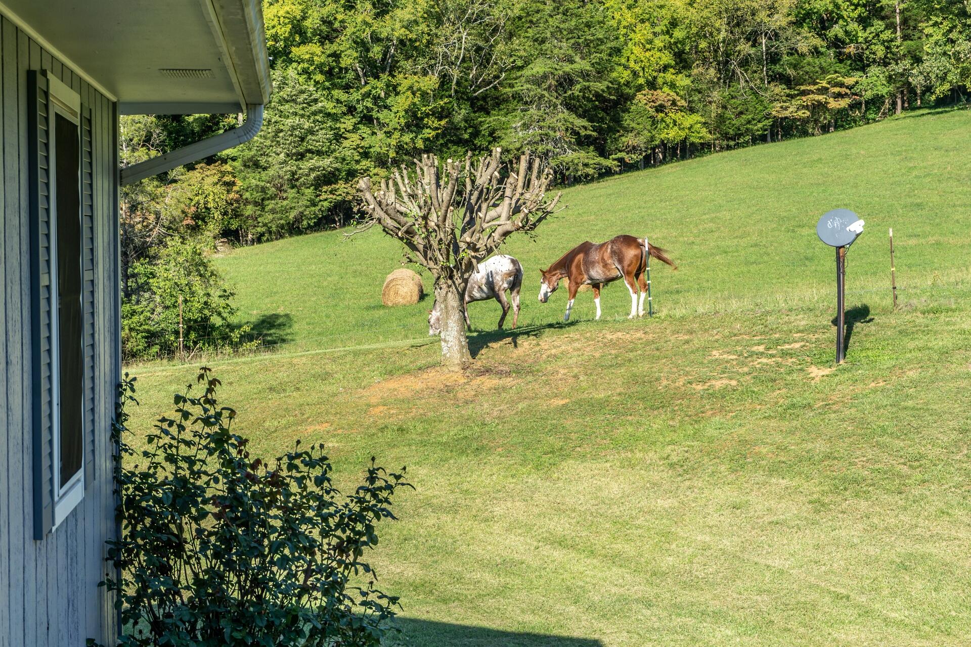 1530 Bales Road Mosheim, TN 37818 - Photo 59 of 173 1530IronBridgeM_056