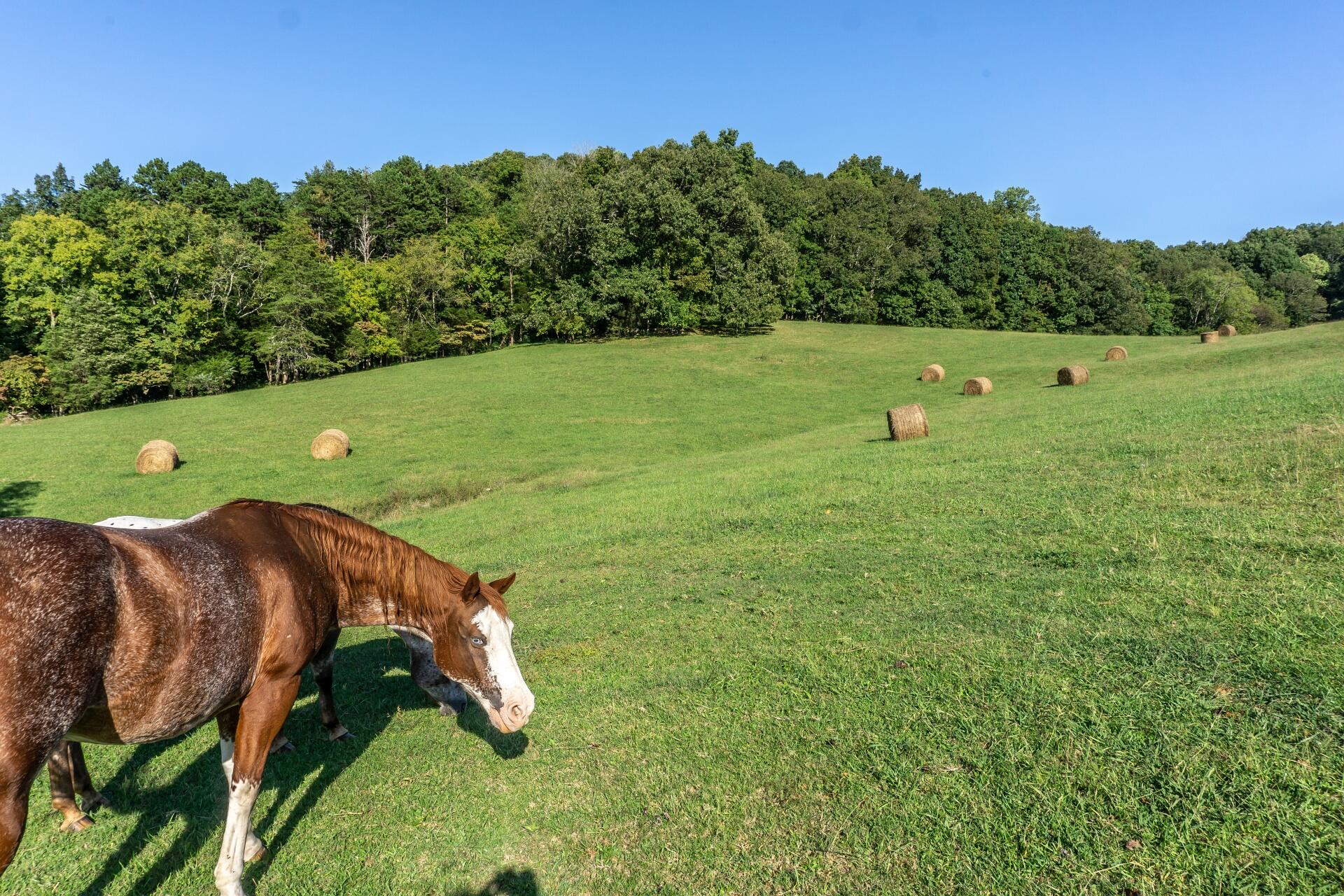 1530 Bales Road Mosheim, TN 37818 - Photo 62 of 173 1530IronBridgeM_060