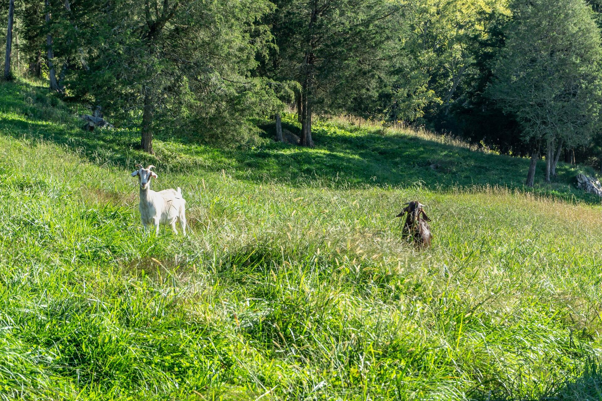 1530 Bales Road Mosheim, TN 37818 - Photo 81 of 173 1530IronBridgeM_074