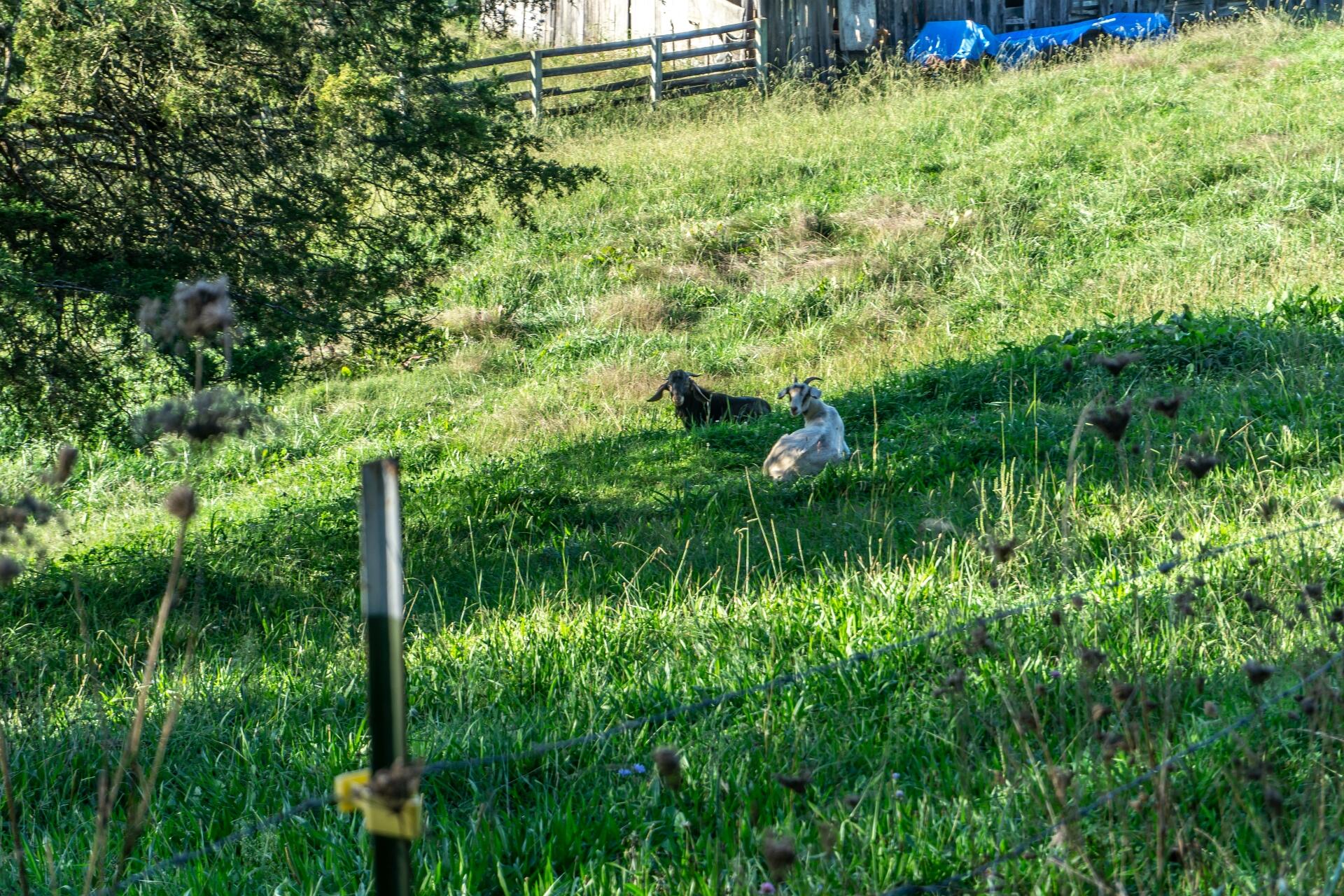 1530 Bales Road Mosheim, TN 37818 - Photo 90 of 173 1530IronBridgeM_084