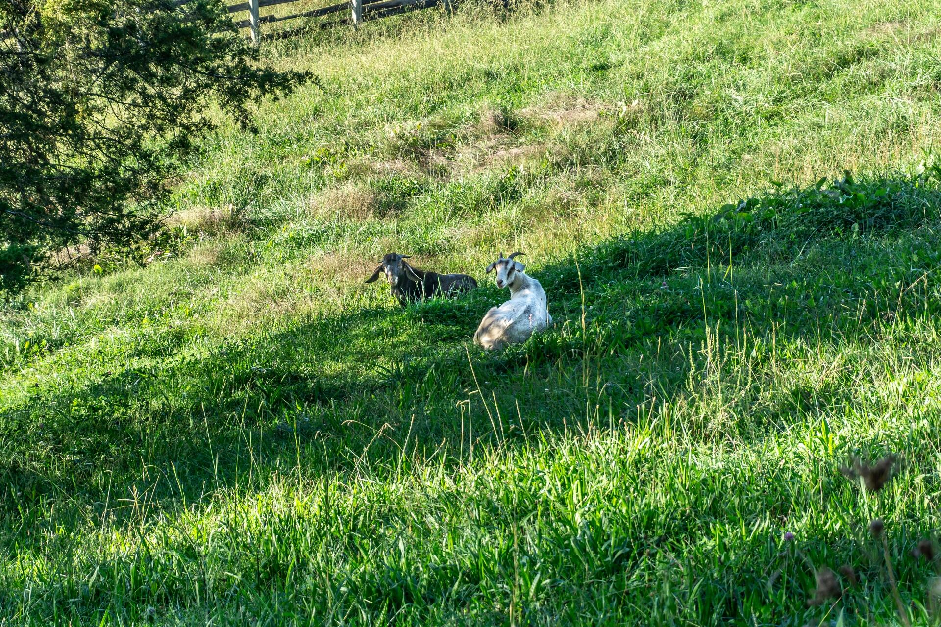 1530 Bales Road Mosheim, TN 37818 - Photo 91 of 173 1530IronBridgeM_085