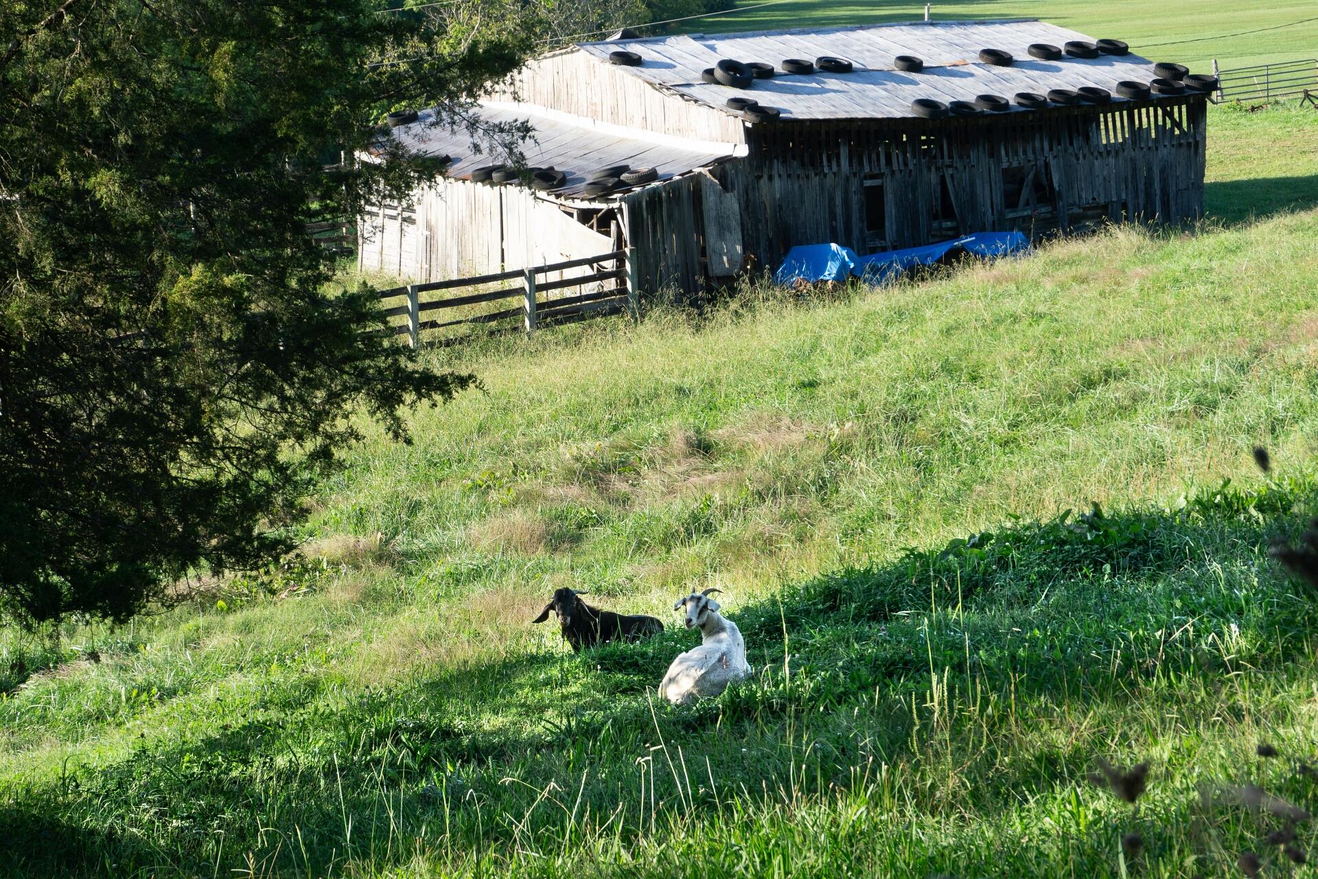 1530 Bales Road Mosheim, TN 37818 - Photo 92 of 173 1530IronBridgeM_086