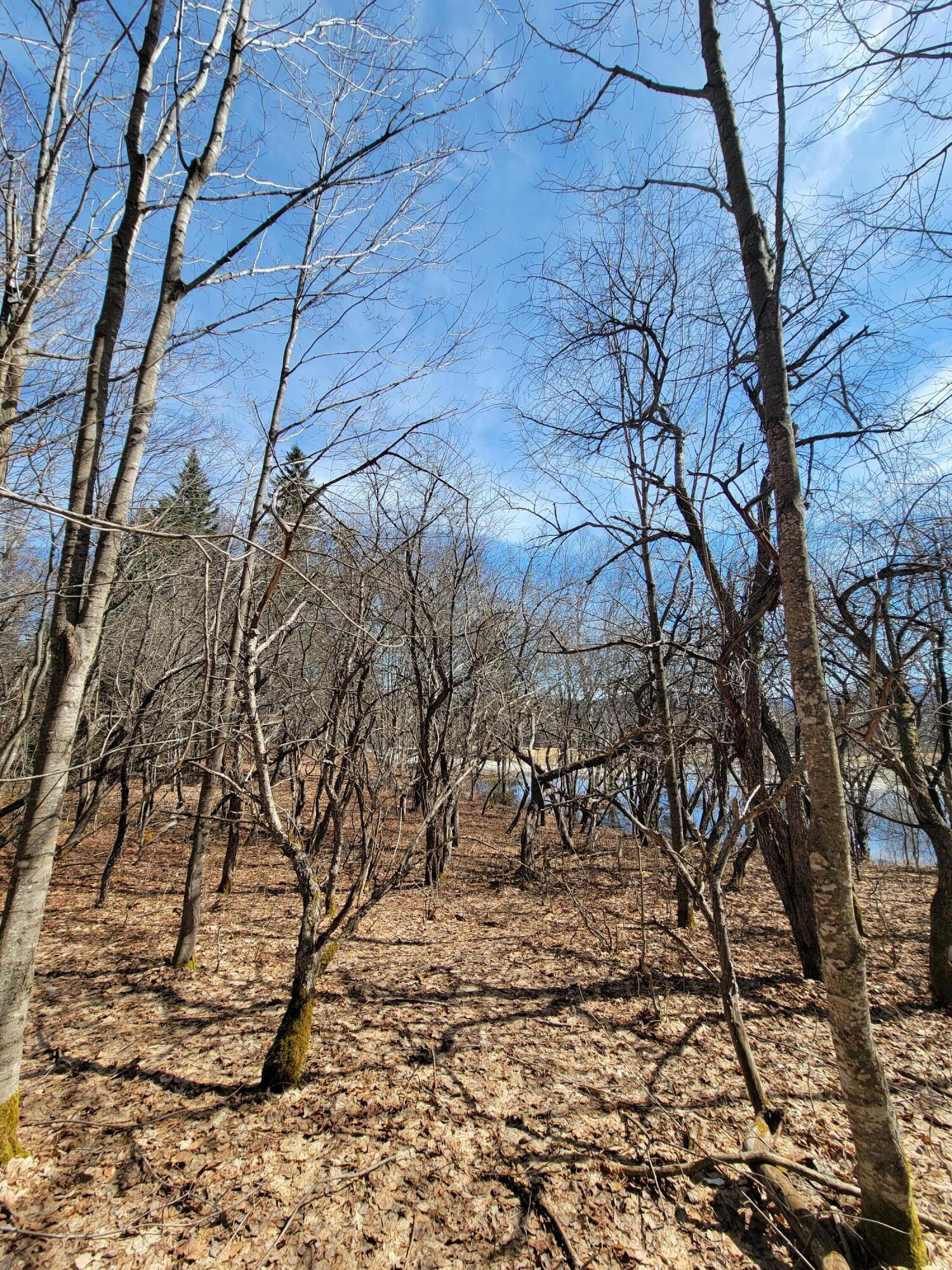 Lot 37 Quimby Pond Road Rangeley, ME 04970 - Photo 5 of 22 apple trees