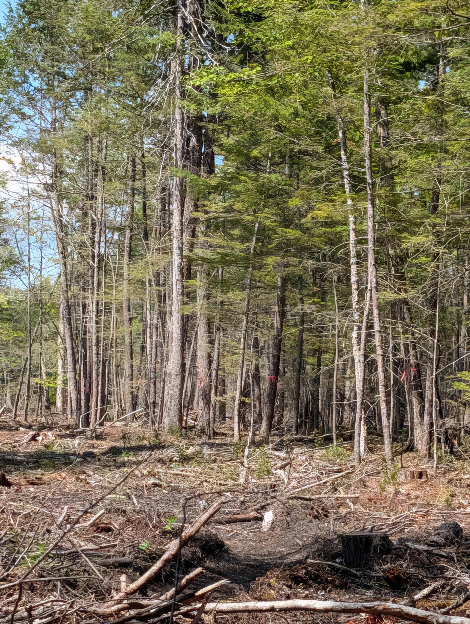 Lot 9 Maple Ridge Road Harrison, ME 04040 - Photo 9 of 15 property ribbons