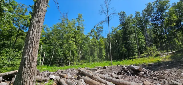 a view of a street with a tree