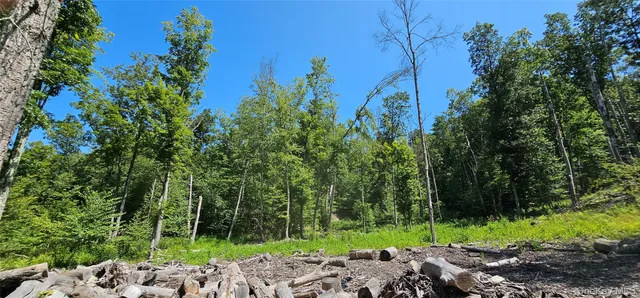 a view of a lush green forest