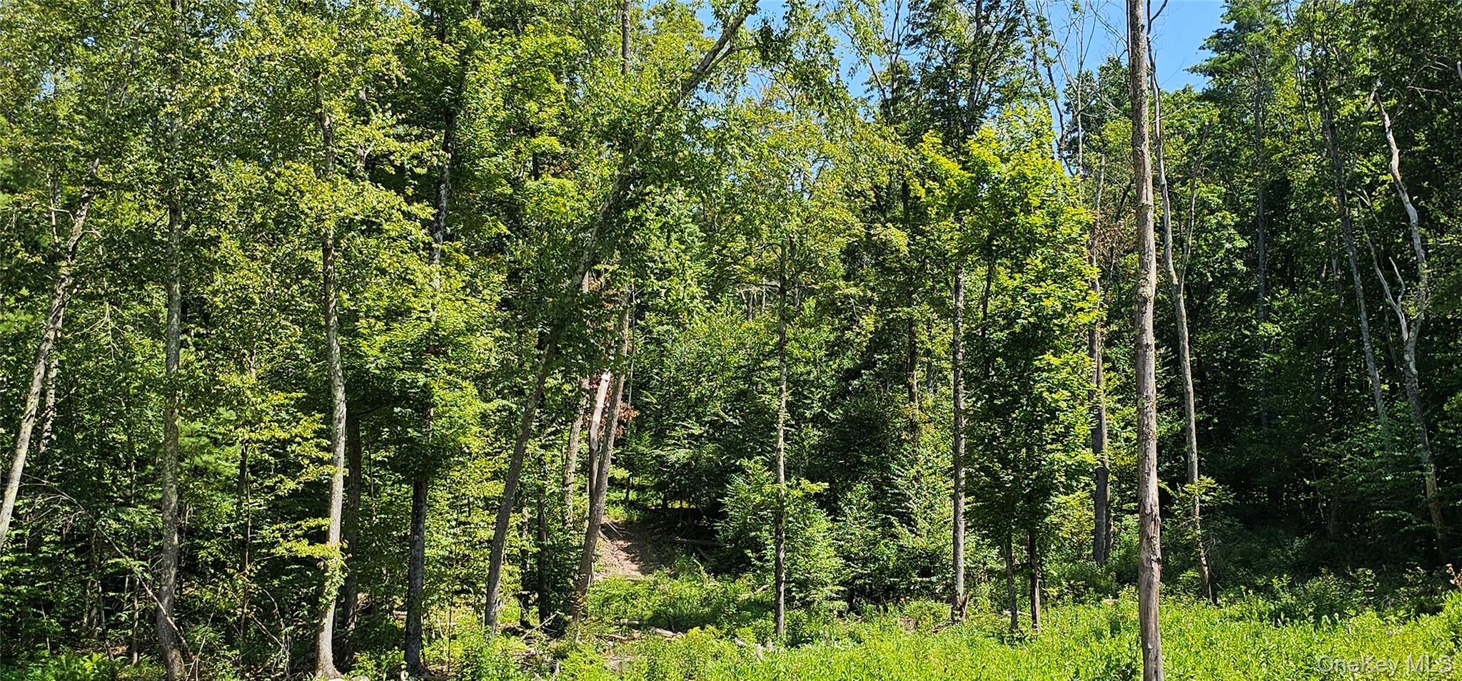 Lot 50 Deep Hollow Hill Road Narrowsburg, NY 12764 - Photo 16 of 17 a view of a lush green forest