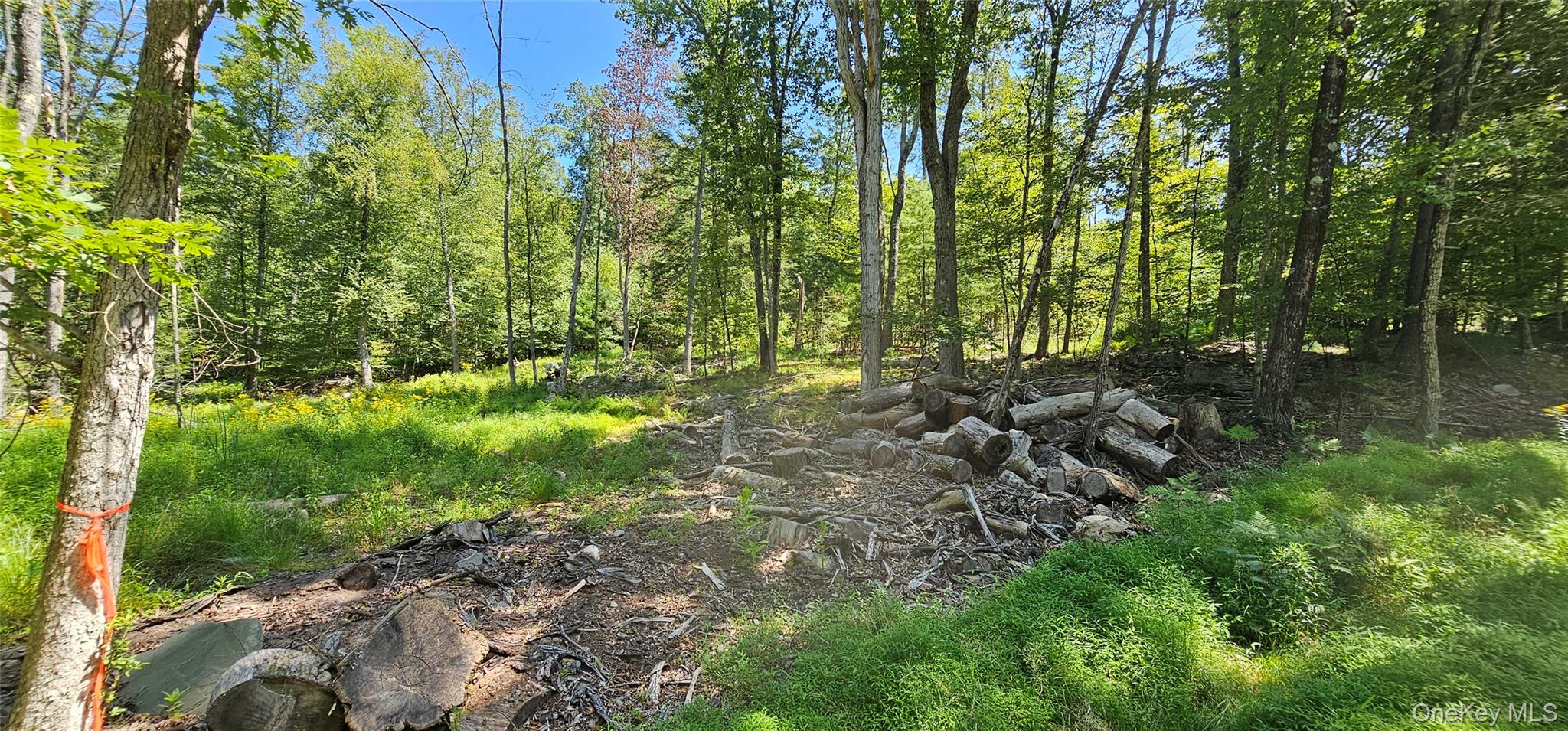 Lot 50 Deep Hollow Hill Road Narrowsburg, NY 12764 - Photo 10 of 17 a view of a forest with trees