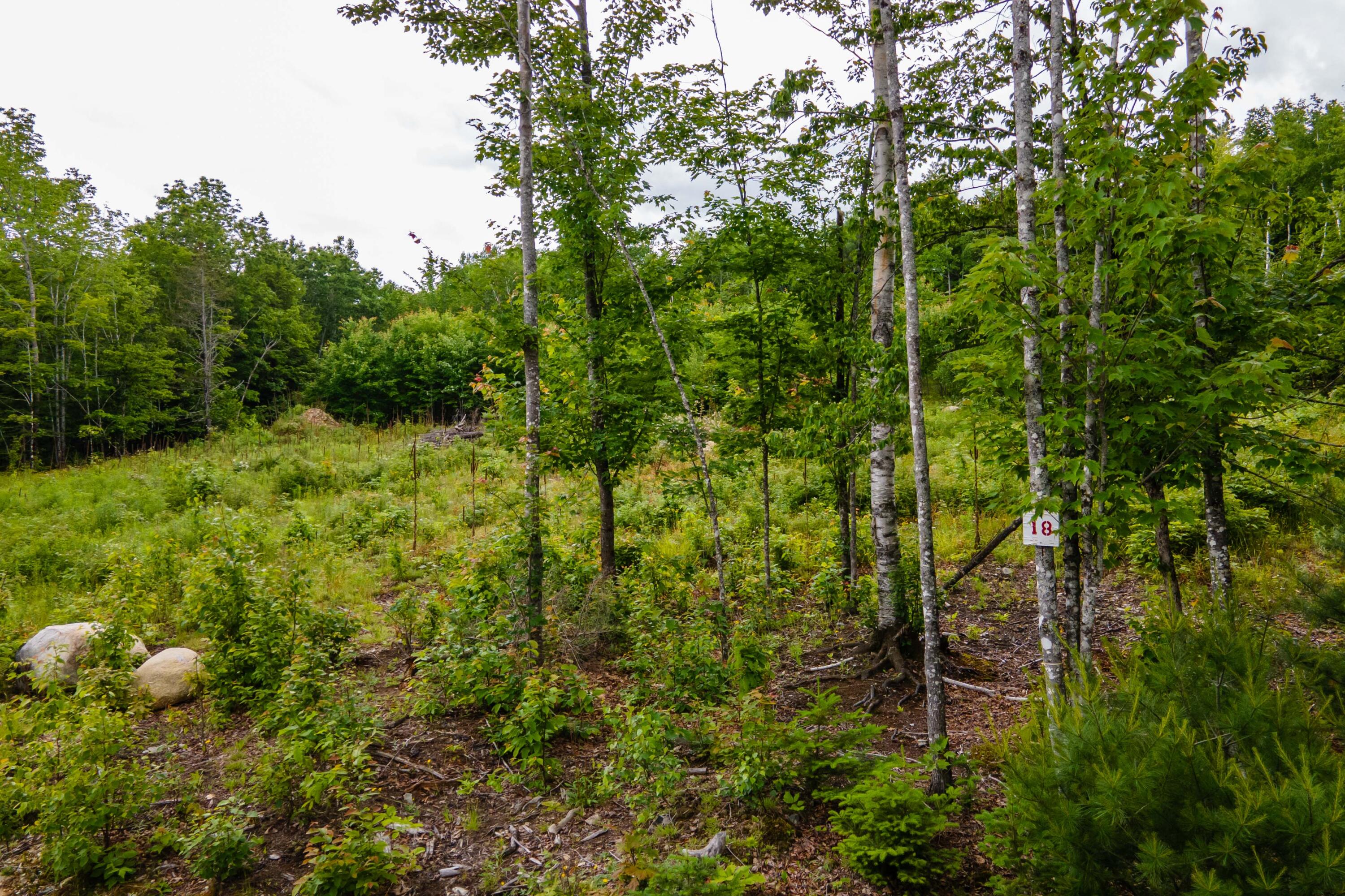 82-lot16) Beaver Creek Road Carmel, ME 04419 - Photo 13 of 45 6C0B824C-3621-4D9C-8B5C-F64E9DA802EF