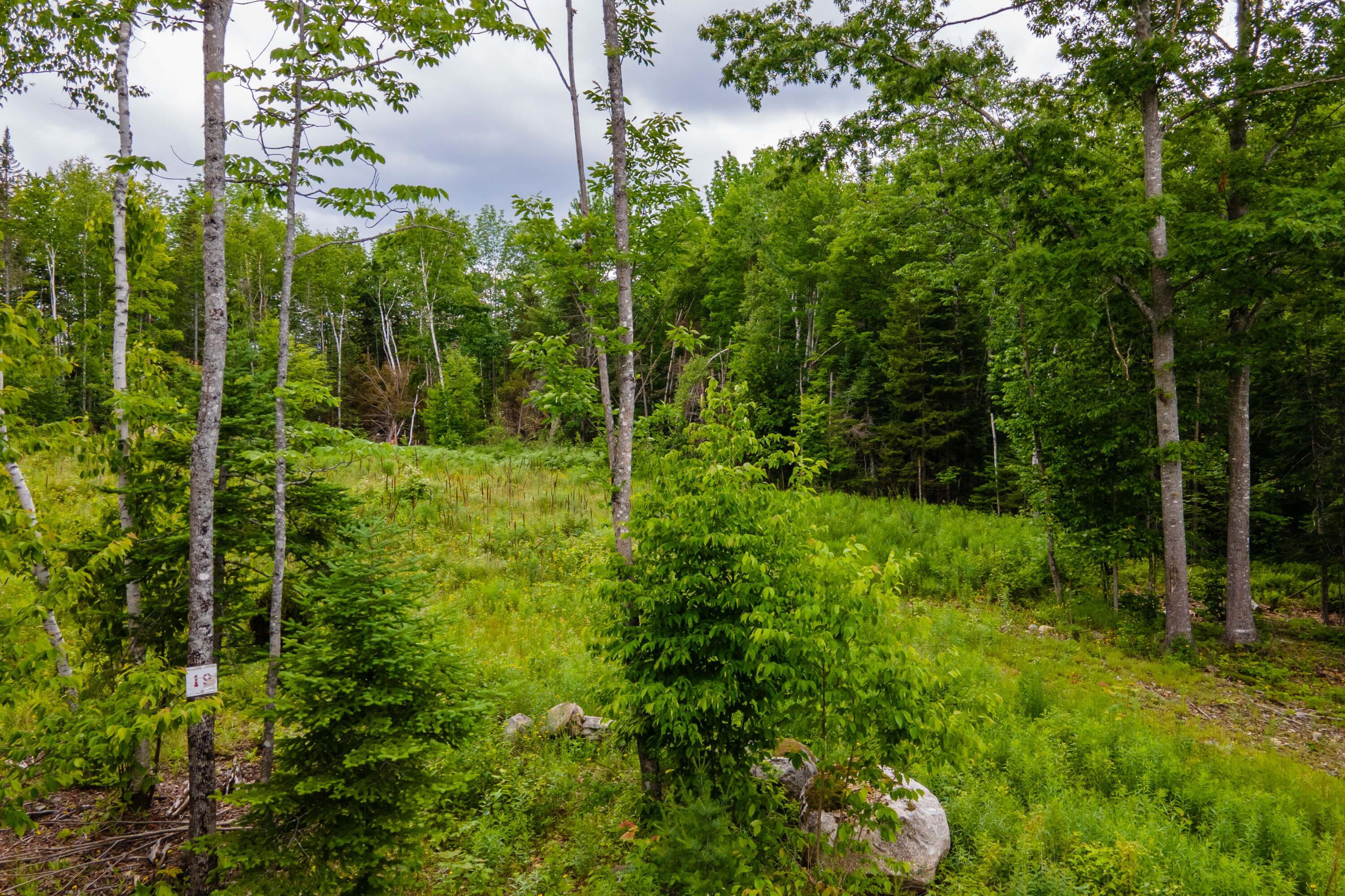 82-lot16) Beaver Creek Road Carmel, ME 04419 - Photo 23 of 45 A8F45242-68FE-4906-B216-68FDC1B7E6AA