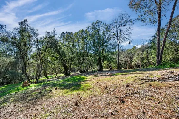 a view of a yard with plants and trees