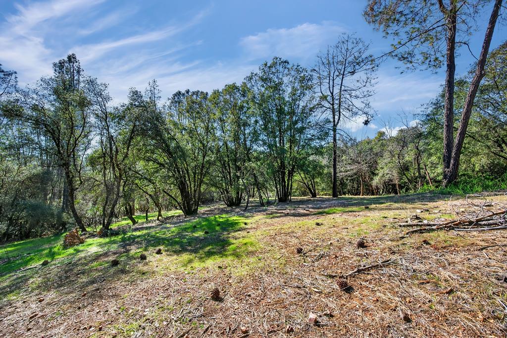 1 Cuckoo Court Applegate, CA 95703 - Photo 11 of 20 a view of a yard with plants and trees