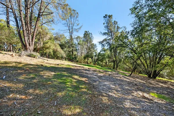 a view of a yard with plants and trees