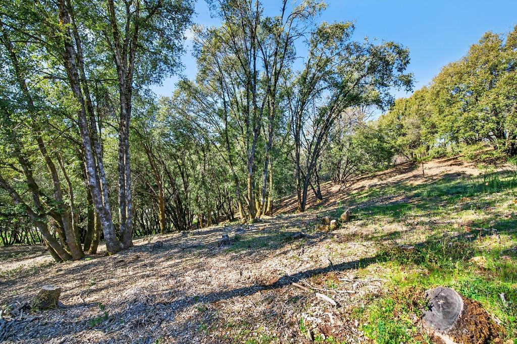1 Cuckoo Court Applegate, CA 95703 - Photo 15 of 20 a view of backyard with green space
