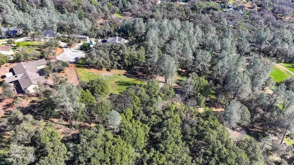 a view of a forest with a tree