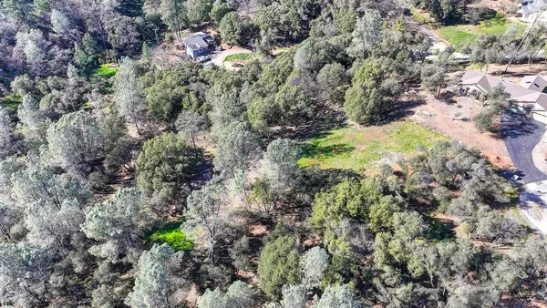 a view of a forest with a tree