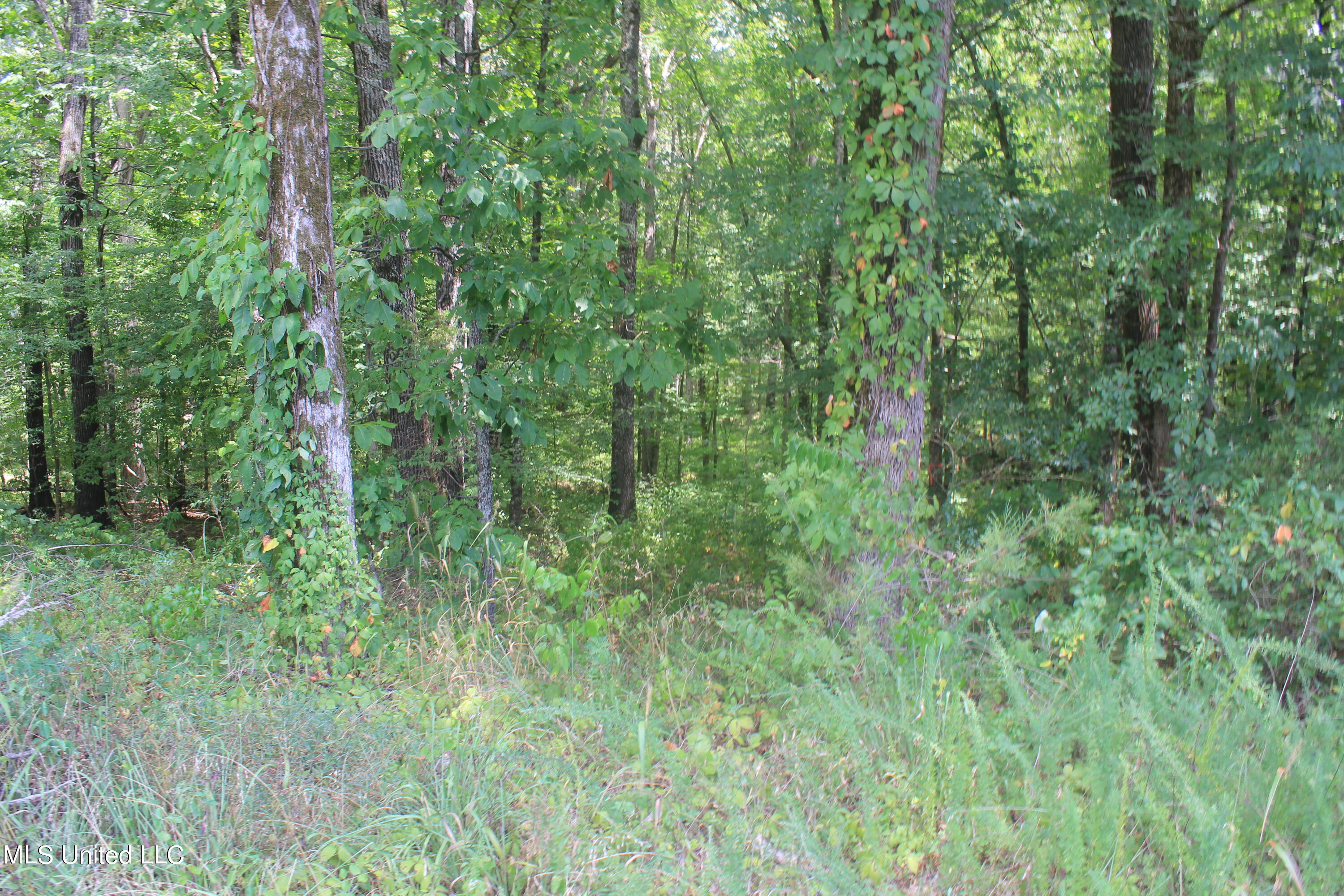 5 Victoria Road Holly Springs, MS 38635 - Photo 44 of 57 IMG_8801