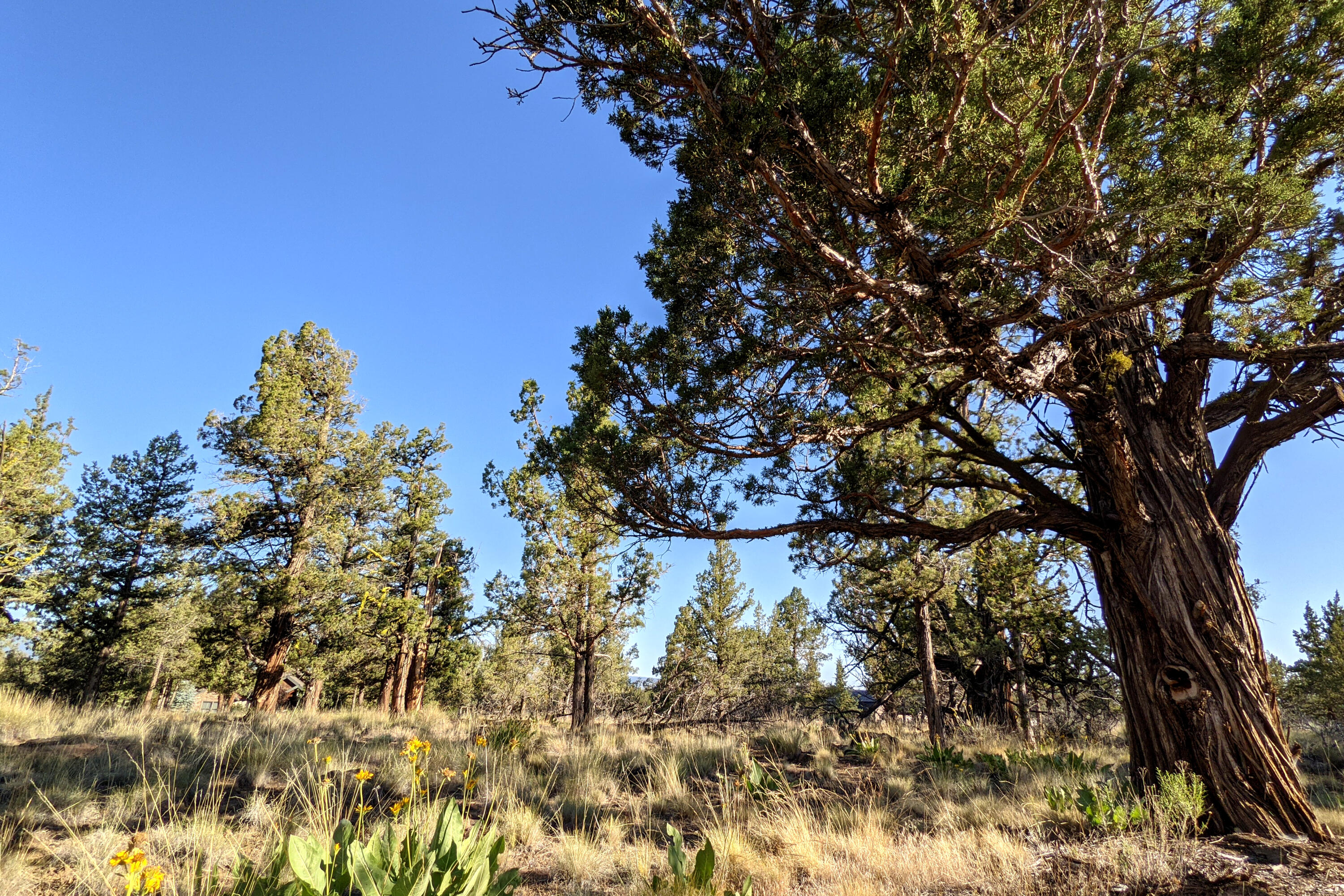 Old Growth Juniper