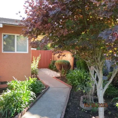 a view of a yard with plants and a large tree