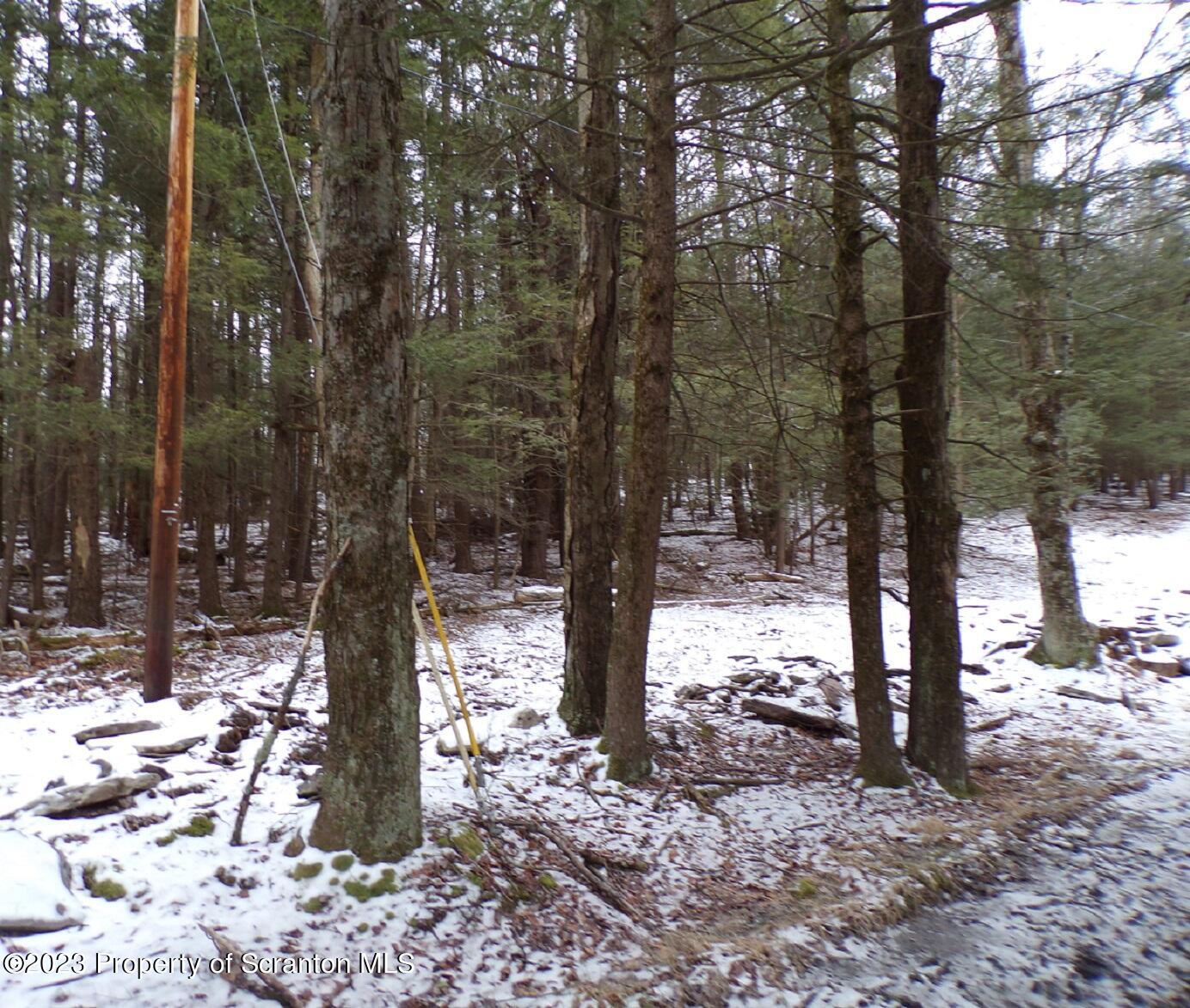 Wilber Road Hop Bottom, PA 18824 - Photo 4 of 12 a tree in the middle of forest