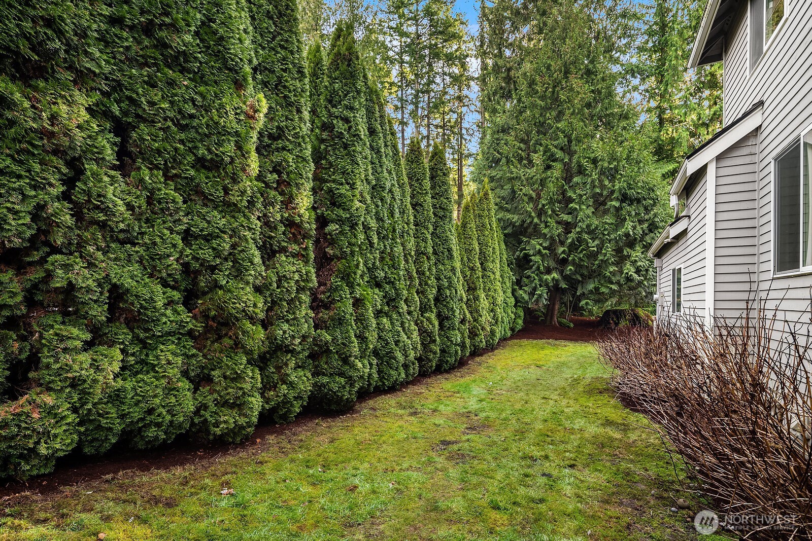 4662 244th Place Southeast Issaquah, WA 98029 - Photo 34 of 40 a view of a yard with plants