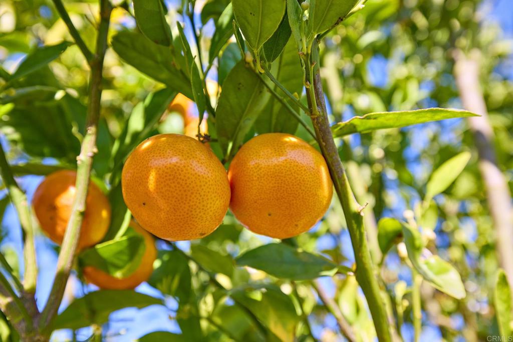 1571 David Drive Escondido, CA 92026 - Photo 31 of 50