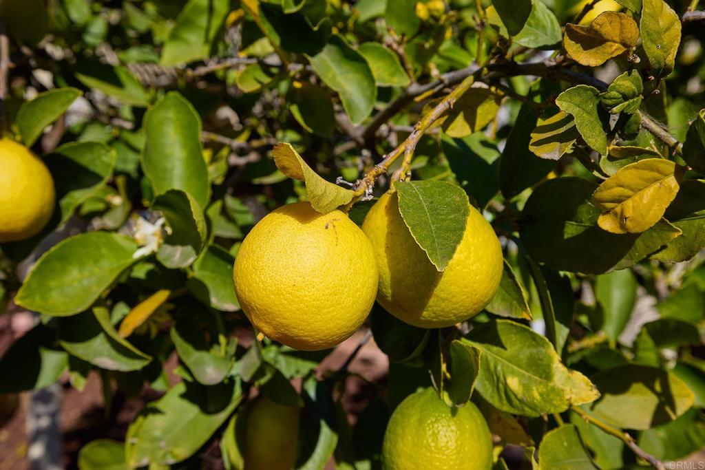 1571 David Drive Escondido, CA 92026 - Photo 33 of 50