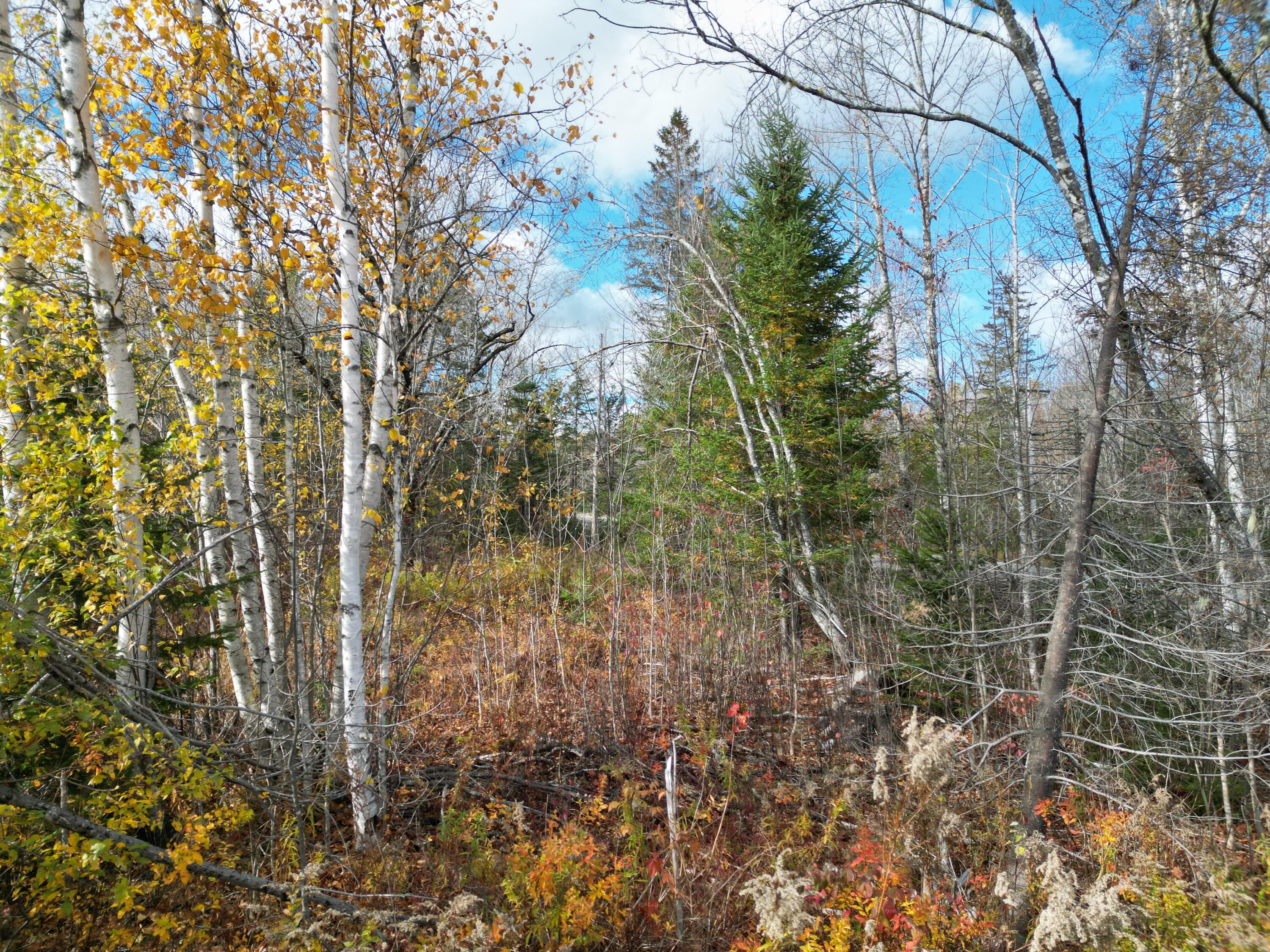 Lot 7 Off Main Road Topsfield, ME 04490 - Photo 4 of 28 DJI_0121
