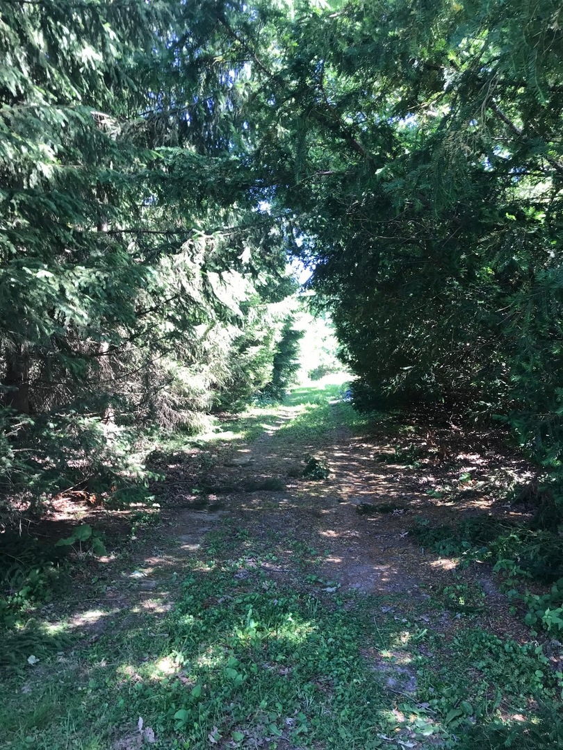 Lot 1 Green Road Elburn, IL 60119 - Photo 11 of 11 a view of the trees