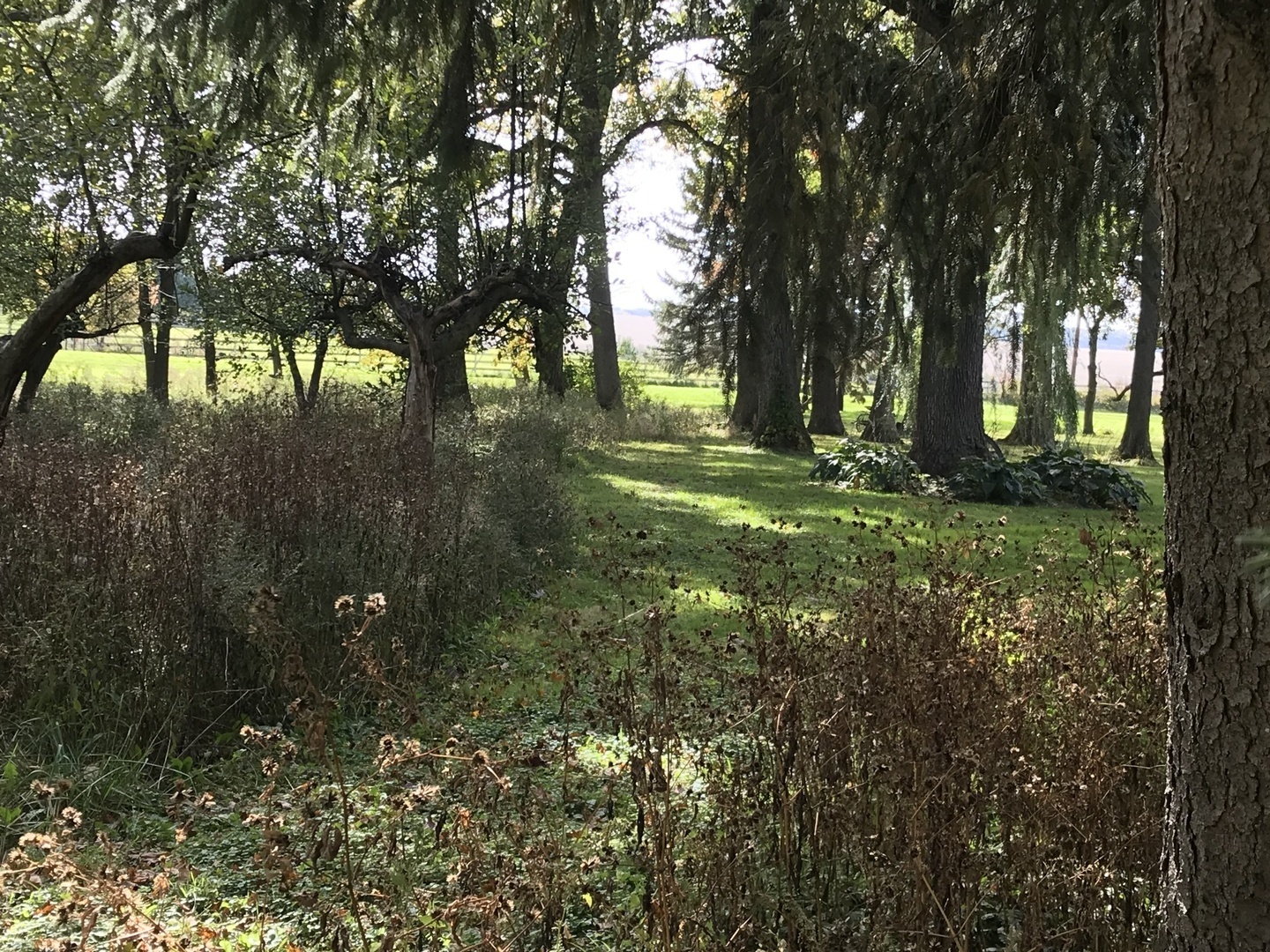Lot 1 Green Road Elburn, IL 60119 - Photo 10 of 11 a big yard with lots of green space and trees