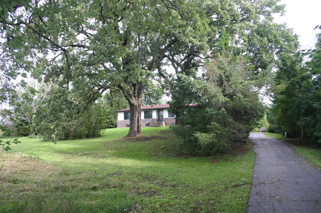 a view of a big yard with plants and large trees