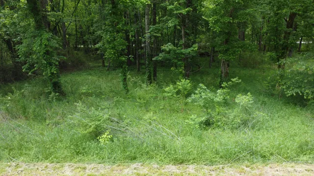 a view of a lush green space