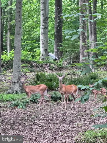 $3,200 | 6277 Occoquan Forest Drive, Manassas, VA 20112