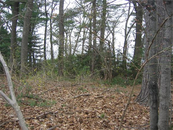 0 Neshobe Road Newton Lower Falls, MA 02462 - Photo 1 of 1 a view of a forest with trees in the background