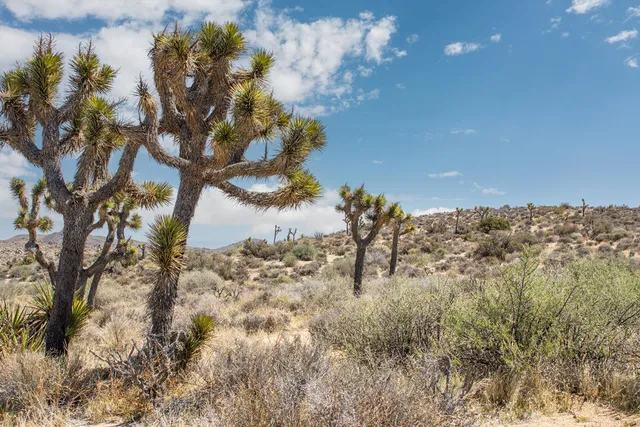 a view of a dry yard with mountains in the background
