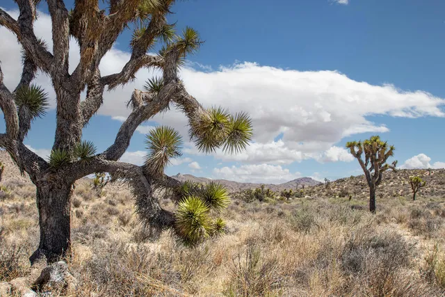 a view of a dry tree with a yard in front of it