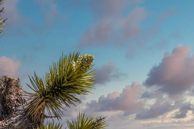 $85,000 | 101 Hondo Street, Landers, CA 92268