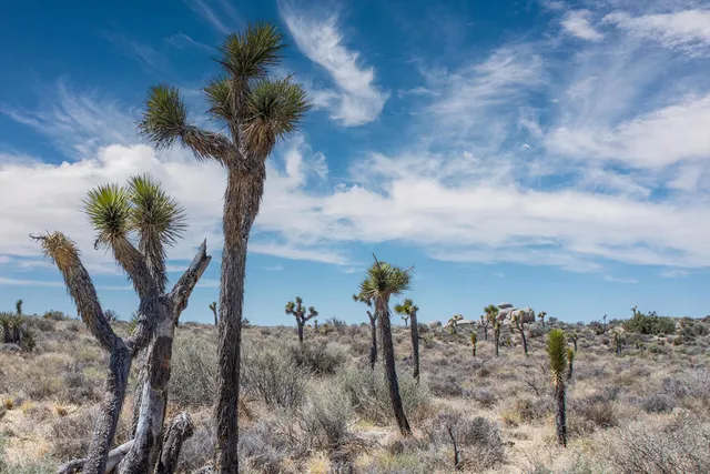 a view of a dry yard with mountains in the background