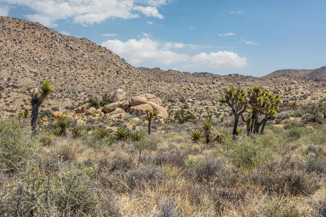 a view of a dry yard with lots of trees