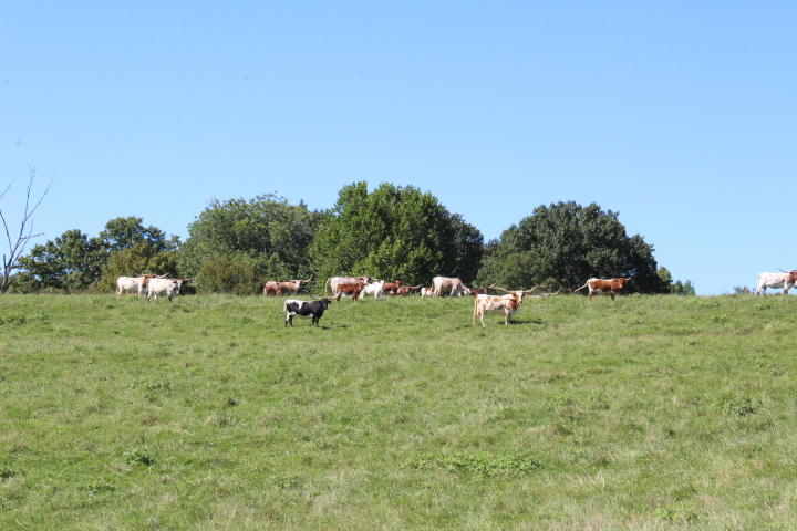 859 Rumbo Road Jamestown, KY 42629 - Photo 166 of 186 166