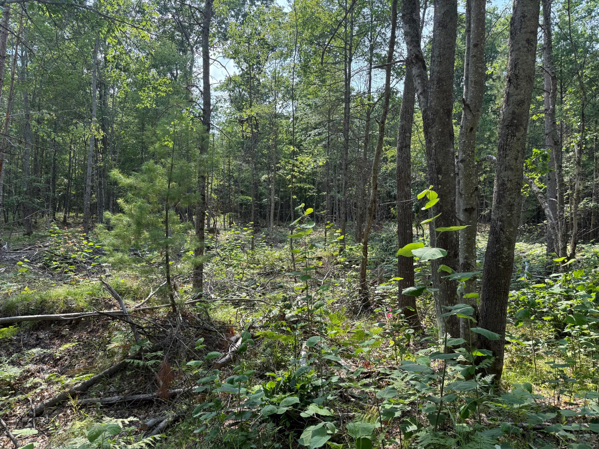 On Star Lake Road Eagle River, WI 54521 - Photo 12 of 15 Gallery Image 12