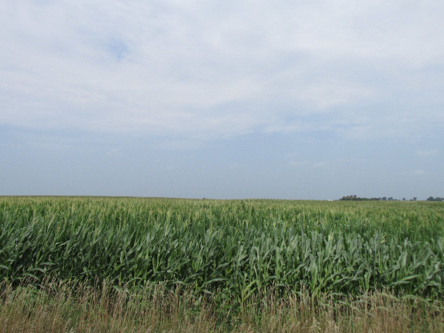 0 Sugar Grove Road Dixon, IL 61021 - Photo 4 of 15 a view of a field of grass and trees