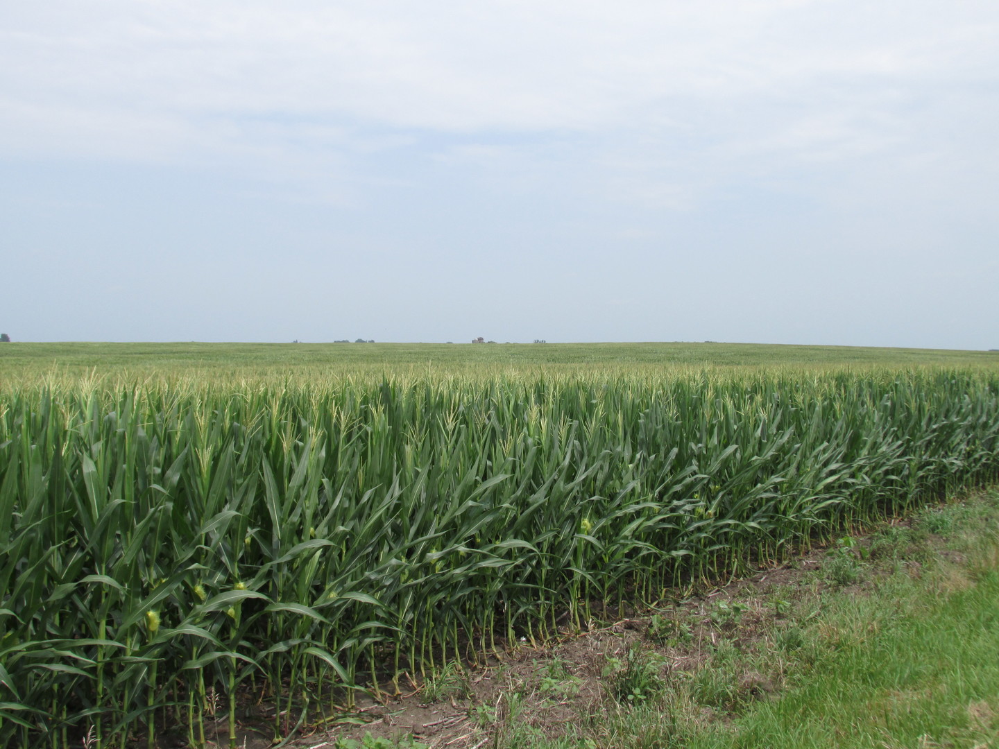 0 Sugar Grove Road Dixon, IL 61021 - Photo 8 of 15 a view of a field with an ocean